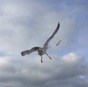 Seagull eating french fries 