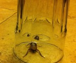 Cockroach found in Best Western Plus Meridian Inn and Suites