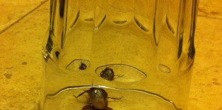 Cockroach found in Best Western Plus Meridian Inn and Suites